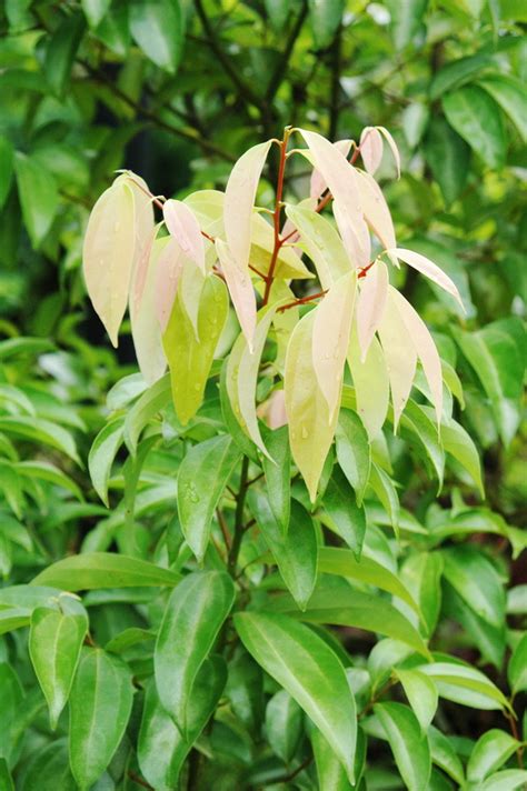 陰香有毒嗎|陰香｜亞泥生態園區官方網站植物生態－花蓮生態復